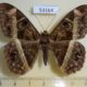 53164p-Noctuidae-Cyligramma-magus-Uganda-8