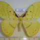 53168p-Saturniidae-Tagoropsis-sp.-flavinata-Uganda-20