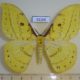 53169p-Saturniidae-Tagoropsis-sp.-flavinata-Uganda-20