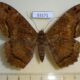 53171p Noctuidae Feigeria mycerina f Dominicana $9