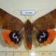 53189p-Noctuidae-Thyas-juno-Primorye-10