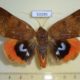 53190p-Noctuidae-Thyas-juno-Primorye-10