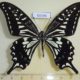 53194p-Papilionidae-Papilio-xuthus-summer-form-Primorye-7