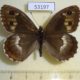 53197p-Satyridae-Hipparchia-autonoe-Tyva-rep.-7