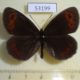 53199p-Satyridae-Erebia-aethiops-Krasnoyarsk-reg.-5