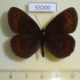 53200p-Satyridae-Erebia-aethiops-Krasnoyarsk-reg.-5
