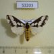 53203p-Arctiidae-Rajendra-tripartita-Vietnam-5