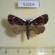 53204p-Noctuidae-Dinumma-spiculata-Vietnam-4