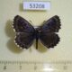 53208p-Lycaenidae-Scolantides-orion-Krasnoyarsk-reg.-8