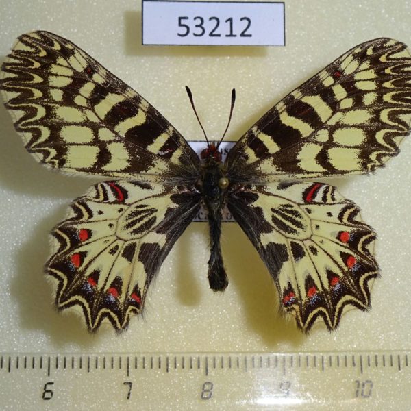 Papilionidae Zerynthia polyxena Chuvashia rep.