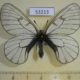 53213p-Papilionidae-Parnassius-stubbendorfi-koreana-Primorye-5