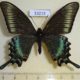 53215p-Papilionidae-Papilio-maackii-Spring-form-Primorye-7