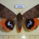 53220p-Noctuidae-Thyas-juno-Primorye-10