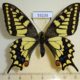 53235p-Papilionidae-Papilio-machaon-China-10