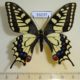 53237p-Papilionidae-Papilio-machaon-China-12