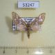 53247p-Arctiidae-Pseudothyretes-sp.-perpusilla-Uganda-12