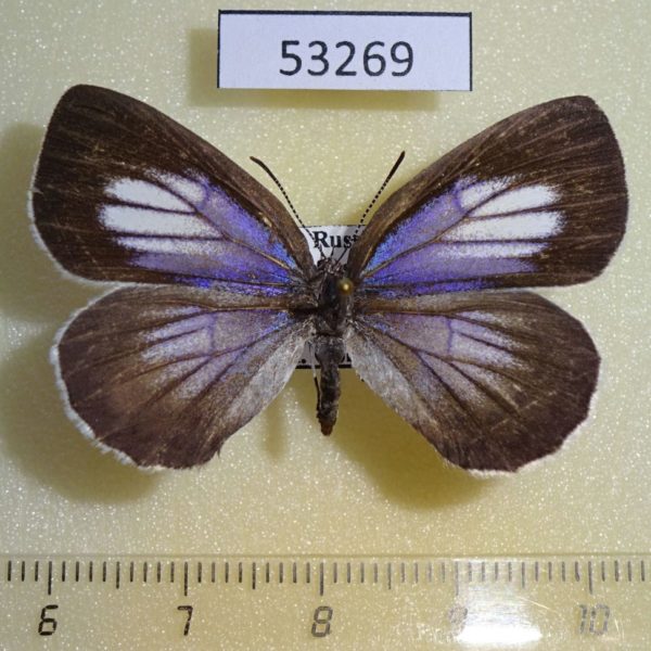 Lycaenidae Artopoetes pryeri f Primorye
