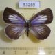 53269p-Lycaenidae-Artopoetes-pryeri-f-Primorye-10