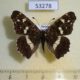53278p-Nymphalidae-Araschnia-levana-summer-form-Primorye-6