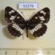 53279p-Nymphalidae-Neptis-rivularis-Krasnoyarsk-reg.-4