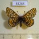 53285p-Nymphalidae-Euphydryas-aurinia-Tyva-rep.-5