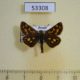 53308p-Hesperidae-Carterocephalus-palaemon-Tyva-rep.-6