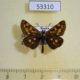 53310p-Hesperidae-Carterocephalus-palaemon-Tyva-rep.-6