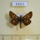 53311p-Hesperidae-Carterocephalus-palaemon-Tyva-rep.-6