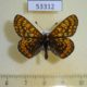 53312p-Nymphalidae-Euphydryas-aurinia-Tyva-rep.-5