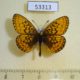 53313p-Nymphalidae-Clossiana-eunomia-Tyva-rep.-5