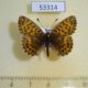 53314p-Nymphalidae-Clossiana-dia-Tyva-rep.-5