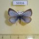 53316p-Lycaenidae-Celastrina-ladonides-f-Primorye-5
