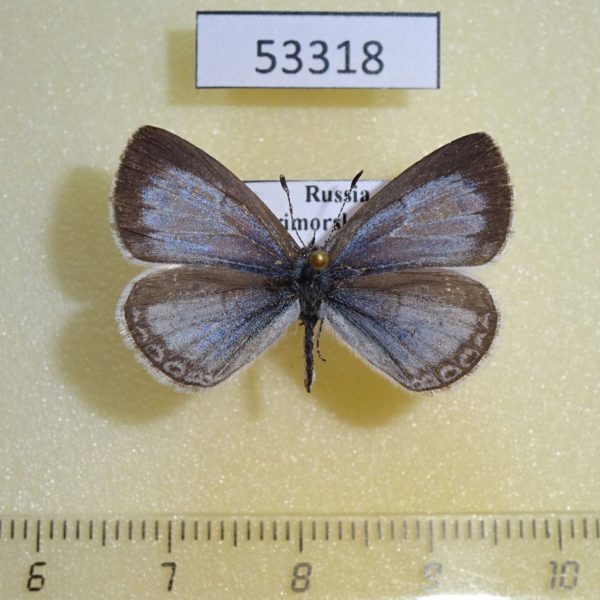 Lycaenidae Celastrina ladonides f Primorye