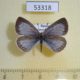 53318p-Lycaenidae-Celastrina-ladonides-f-Primorye-5