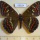 53324p-Nymphalidae-Seokia-pratti-Primorye-7