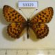 53329p-Nymphalidae-Clossiana-angarensis-Primorye-7
