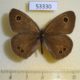 53330p-Satyridae-Ypthima-argus-Primorye-4