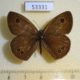 53331p-Satyridae-Ypthima-argus-Primorye-4