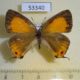 53340p-Lycaenidae-Ussuriana-michaelis-f-Primorye-8