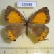 53343p-Lycaenidae-Ussuriana-michaelis-f-Primorye-10
