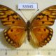 53345p-Heliconiidae-Agraulis-vamillae-insularis-f-Dominicana-8