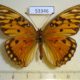 53346p-Heliconiidae-Agraulis-vamillae-insularis-f-Dominicana-8
