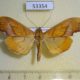 53354p-Crambidae-Sparagmia-gonoptera-shoumatoffi-Dominicana-8