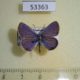 53363p-Lycaenidae-Hemiargus-hanno-ceraunus-Dominicana-7