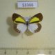 53366p-Pieridae-Eurema-elathea-Dominicana-6