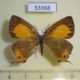 53368p-Lycaenidae-Ussuriana-michaelis-f-Primorye-10