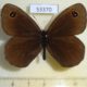 53370p-Satyridae-Erebia-wanga-Primorye-5