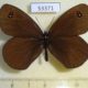 53371p-Satyridae-Erebia-wanga-Primorye-5