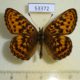 53372p-Nymphalidae-Clossiana-angarensis-Primorye-7