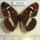 53374p-Nymphalidae-Limenitis-camilla-Primorye-6